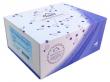 Cloud-Clone ELISA Kits: High-Precision Molecular Quantification Tools for Global Scientific Research