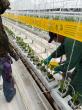How Kelpak is helping Mexican vegetable growers win the battle against transplant stress