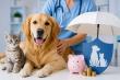 How Pet Insurance Helps Manage Veterinary Expenses
