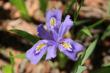 The Dwarf Lake Iris: A Rare Plant Hiding in Plain Sight at The Ridges Sanctuary