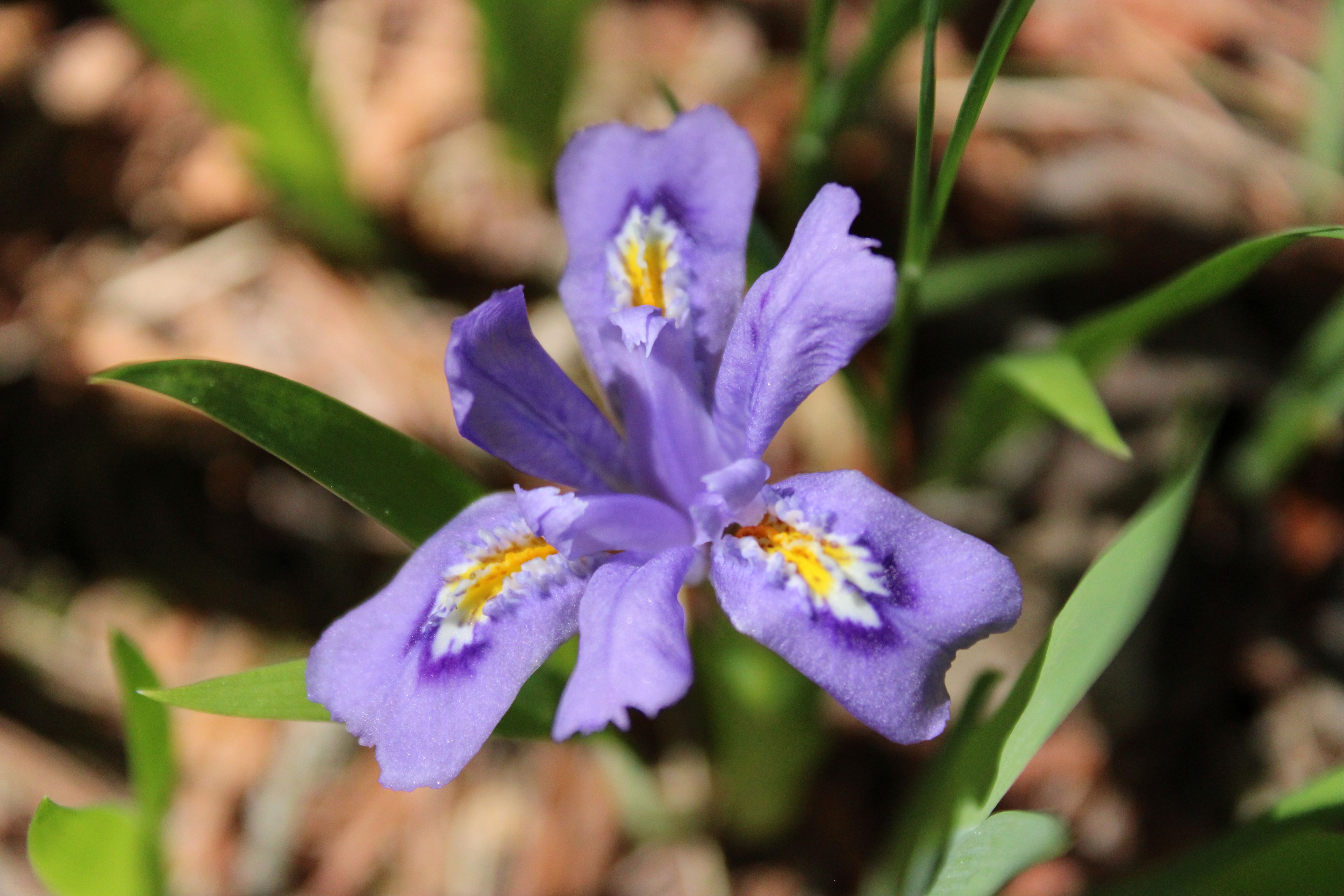 The Dwarf Lake Iris: A Rare Plant Hiding in Plain Sight at The Ridges Sanctuary