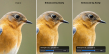 Aiarty Helps Bridge Camera Photographers Recover More Detail from Extreme-Zoom Photos