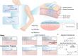 Dopamine helps wearable drug-delivery electrodes last longer