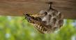 Portland Yellowjacket Calls Peak as Late Summer Colonies Turn Aggressive