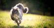 New Cat Territory Study by Weenect: UK Cats Show Europe's Most Home-Centred Roaming Pattern