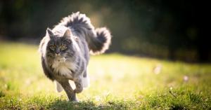 A cat wearing a Weenect GPS tracker. Weenect’s largest-ever GPS Cat Territory Study revealed fascinating insights into where cats go, how far they roam and what shapes their outdoor behaviour.