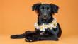 Berkeley Humane's Aloha Dog Project Welcomes 125th Dog from Hawaii