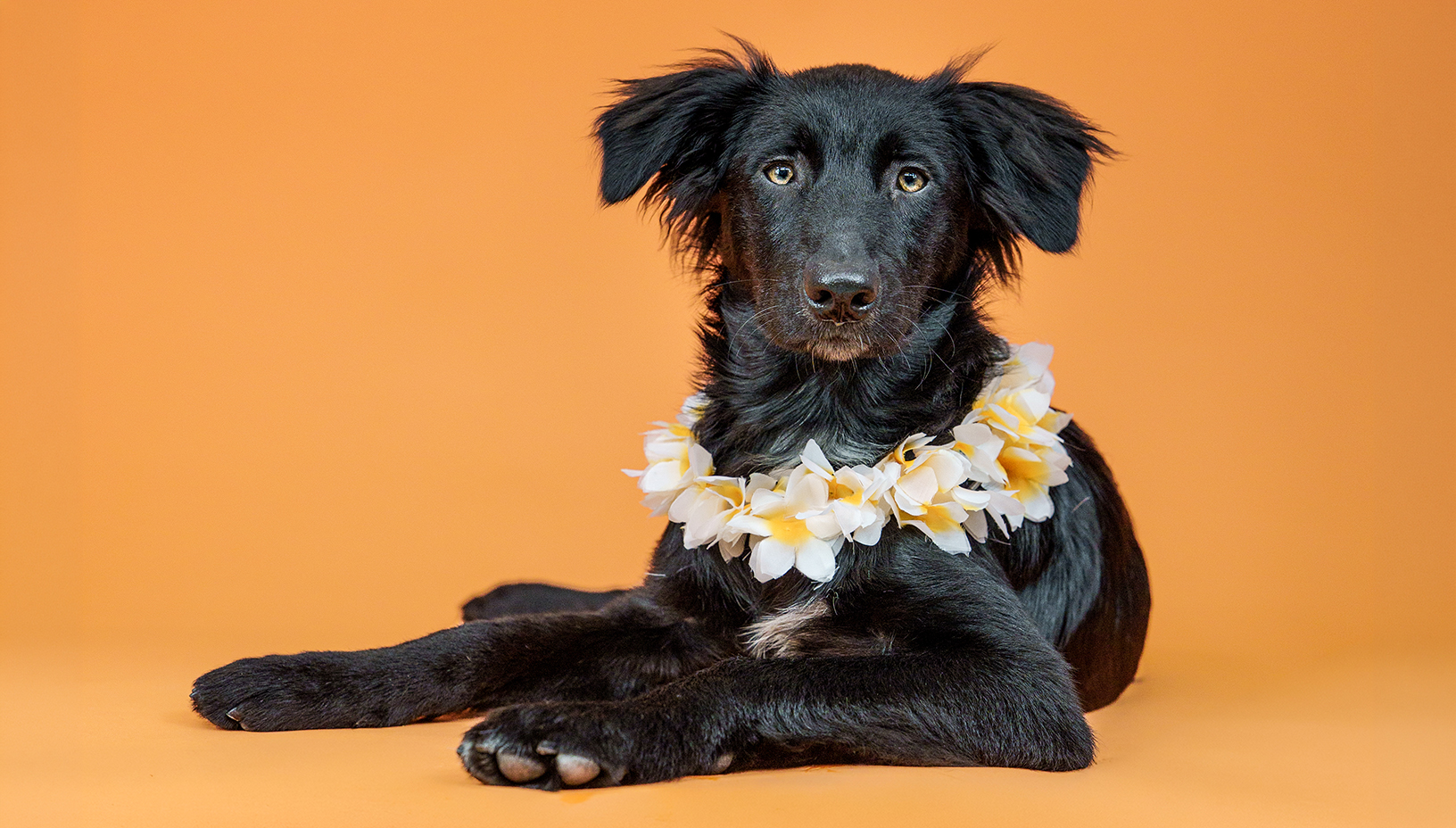 Berkeley Humane’s Aloha Dog Project Welcomes 125th Dog from Hawaii
