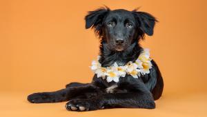 Berkeley Humane is proud to announce an exciting milestone for its Aloha Dog Project