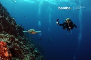A diver looking at a turtle