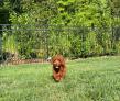 Celebrating National Dog Day: Meet the Dogs of Better Path Homes