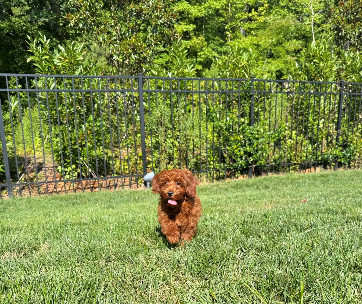 Celebrating National Dog Day: Meet the Dogs of Better Path Homes