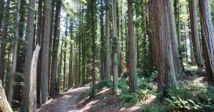 Redwood trees lining a section of the Skyline Watershed Ridge Trail.