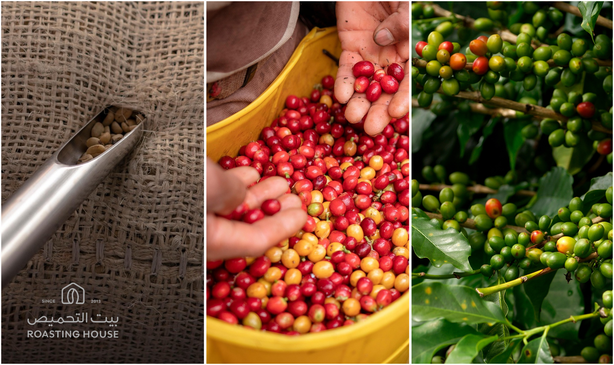 Saudi Coffee Market Hits SAR 7B as Imports and Exports Surge