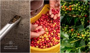 Saudi Arabia’s domestic coffee landscape has undergone a sweeping transformation over the past decade, solidifying the Kingdom’s position as a major force in the global coffee trade A three-panel composite showing coffee cherries on a branch, hand-sorted ripe red coffee cherries during harvest, and raw green coffee beans sampled from a burlap sack branded with the Roasting House logo.
