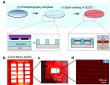 Two-inch wafer-scale Micro-QLED fabrication technology