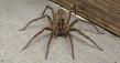 Salem Spider Calls Rise as Cooler Nights Send Hobo Spiders Wandering