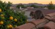 West Valley Roof Rat Calls Build as Citrus Ripens Across Goodyear