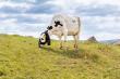 ZELP launches ZELP Sense™: A breakthrough wearable device for real-world livestock emissions measurement at scale