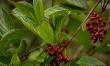 Berberine HCl Supplier in China: Reliable Wholesale Sourcing for Natural Extract Projects