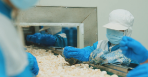 Fresh Mushrooms Entering the Processing Line2