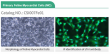 From Single‑Cell to Microenvironment: Cloud‑Clone Panoramic Tools for Seven Cardiac Primary Cell Categories