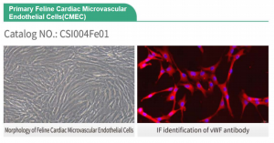 Figure 2 Primary Feline Cardiac Microvascular Endothelial Cells(CMEC)