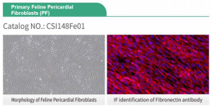 Figure 3 Primary Feline Pericardial Fibroblasts (PF)