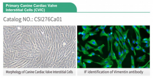 Figure 4 Primary Canine Cardiac Valve Interstitial Cells (CVIC)