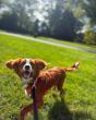 Off Leash K9 Training Lehigh Valley Highlights Support for Reactive and Aggressive Dogs