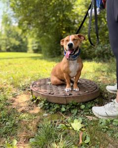 Best Dog Training Lehigh Valley