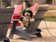 Off Leash K9 Training Colorado Highlights Starter Training as an Introduction to Private and Board & Train Programs