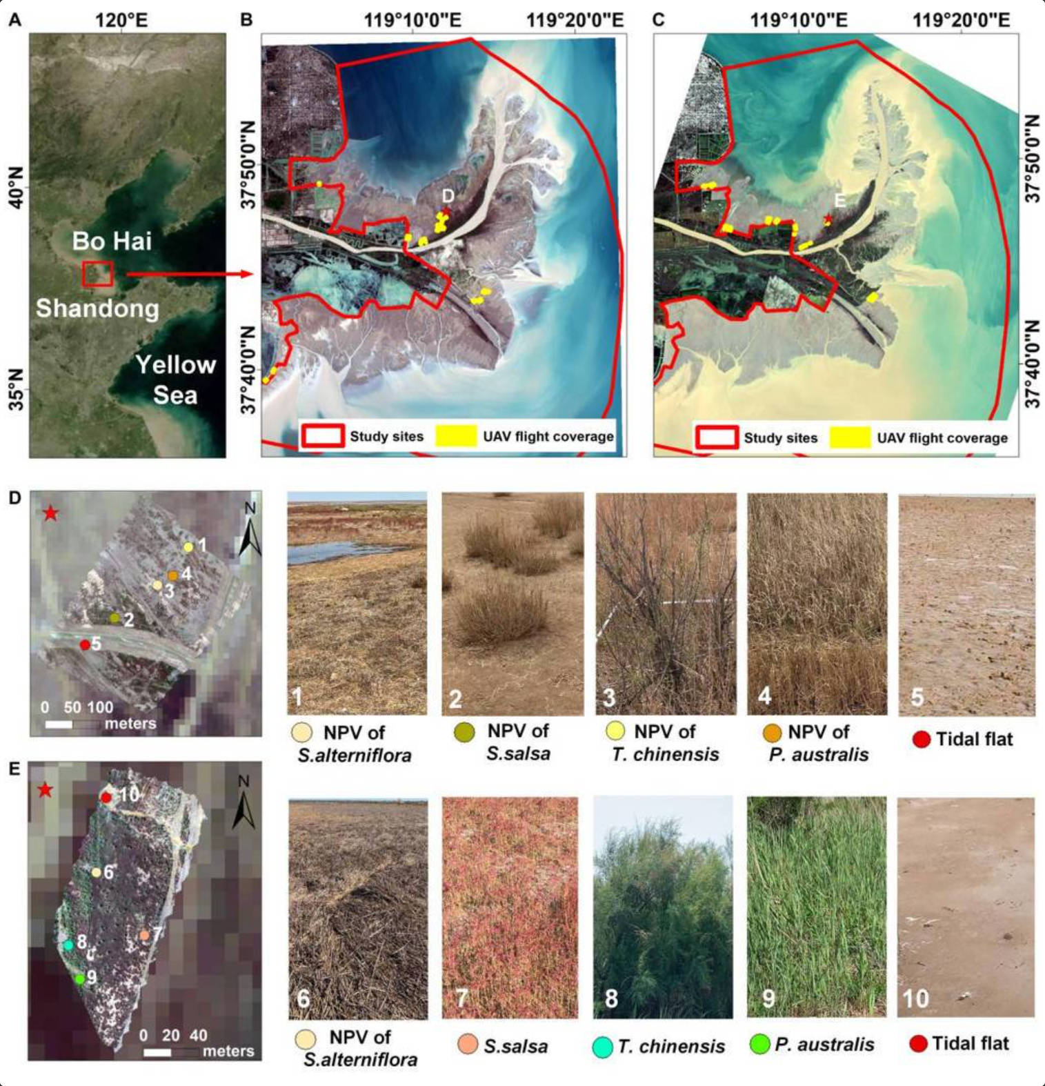 MINI improves saltmarsh carbon monitoring