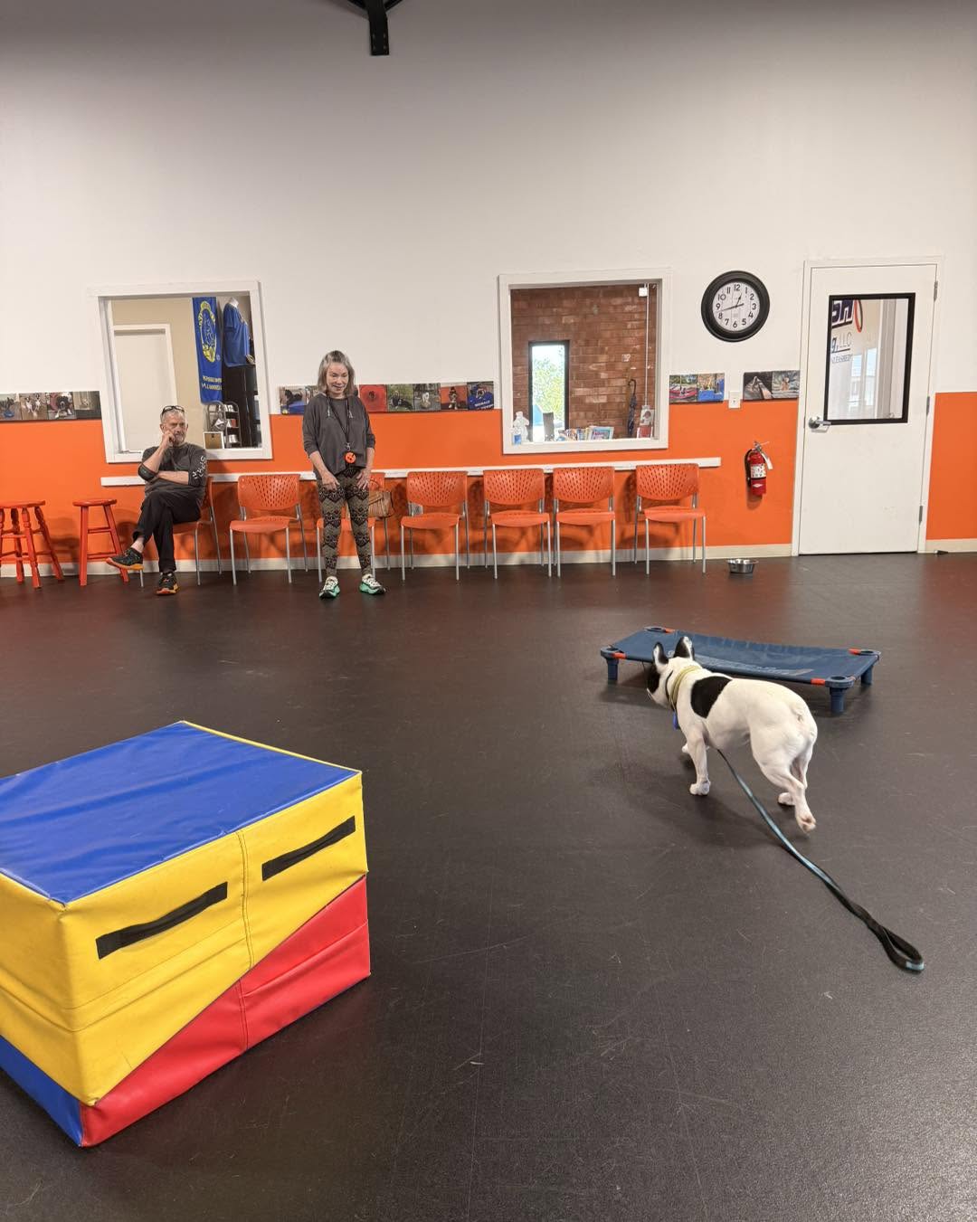 Winston-Salem Dog Trainers Help Prepare Dogs and Owners for Therapy Dog Testing and Certification
