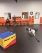 Winston-Salem Dog Trainers Help Prepare Dogs and Owners for Therapy Dog Testing and Certification