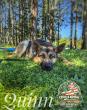 Off Leash K9 Training Portland Highlights New Stay & Train Programs That Let Dogs Return Home Each Evening