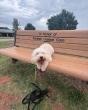 Off Leash K9 Training of Oklahoma Highlights Four-Week Board and Train Program for Advanced Obedience and Reliability
