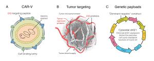 DNG64-CAR-V (DeltaRex-G) kills cancer cells, its blood supply and cancer associated fibroblasts, therefore, converting immune 