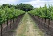 NORTH COUNTRY LIMOUSINE OPENS RESERVATIONS FOR FALL WINERY TOURS ON LONG ISLAND