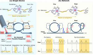Announcing a new publication from Opto-Electronic Sciences; DOI 10 A programmable photonic neuron and its network behavior.