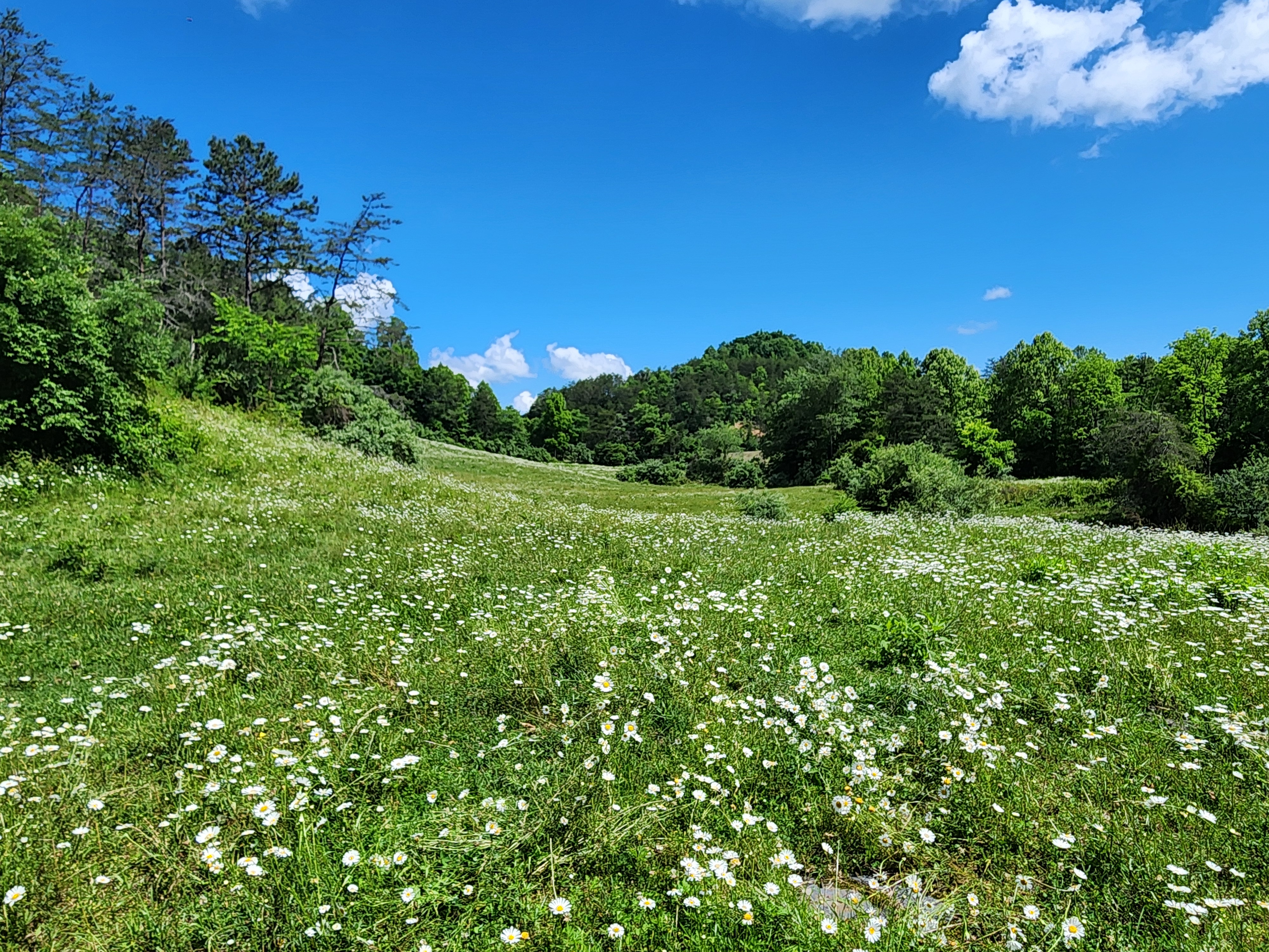 LandYield Issues First Carbon Credits Through ACR