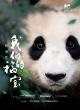 Chinese Ambassador to Indonesia Reposts Panda Cub Rio's New Year Greeting