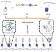 Supramolecular polymer networks get a dual-host boost for better toughness
