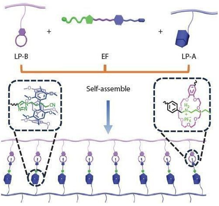 Supramolecular polymer networks get a dual-host boost for better toughness