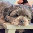 Grey Muzzle Awards $56,800 to 14 Organizations Through New Incubator Program