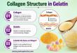 Collagen Structure in Gelatin: Understanding the Molecular Changes