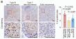 Decoding the Complement System: Cloud‑Clone One‑Stop Solutions for Advanced Complement Research