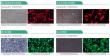 Cloud‑Clone Primary Cardiovascular Cells: From Source QC to Translational Medicine for Precision Research  