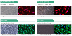 Cloud-Clone Primary Cardiovascular Cells: From Source-Based Quality Control to Translational Medicine, Powering Precision-Focused Research with Native Cellular Models