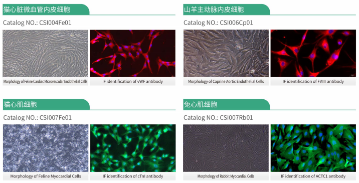 Cloud‑Clone Primary Cardiovascular Cells: From Source QC to Translational Medicine for Precision Research